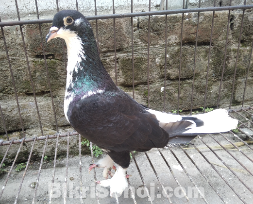 Lahori pigeon female...